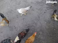 Japanisches Bantam — Foto 1