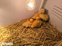 Ducks — photo 2