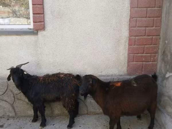 Echki, Echkilar