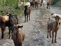 Ziege, Damask goat — Foto 3