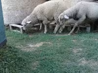 公羊, White Suffolk sheep — 照片 7