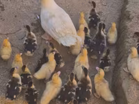 Ducks — fotografija 1