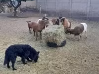 雄羊, Cameroon sheep — 写真 3