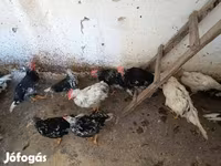 Chickens — الصورة 8