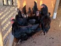 Australorp — zdjęcie 2