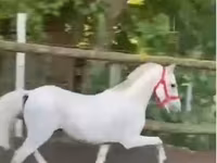 فرس, الخيول — الصورة 4