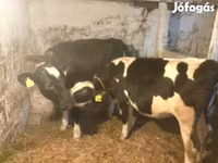 Sigir, Russian Black pied cattle — 3-rasm