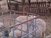 Ram, Cerry Hill sheep — photo 8