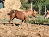 Mare, Horses — photo 3