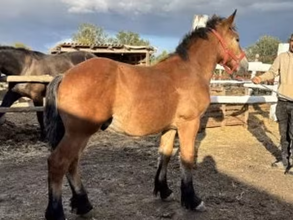 公马, Horses
