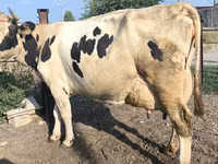 İnək, Swiss cattle — foto 6