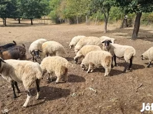 Овца, Цигай овца