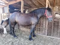 母马, Horses — 照片 3
