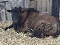 雄ヤギ, Alpine goat — 写真 1