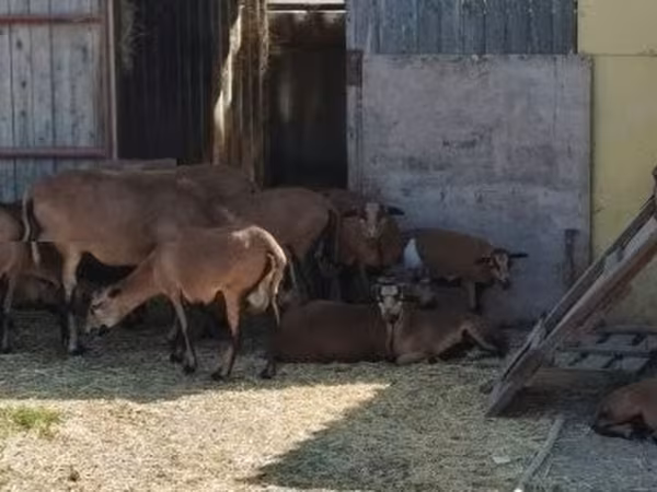 Bélier, Cameroon sheep — Hongrie
