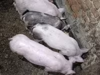 सूअर (लॉट, लिंग निर्दिष्ट नहीं), सूअर — फ़ोटो 3
