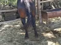 Horse (M), Horses — photo 3
