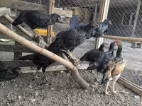 Chickens — fotografija 4