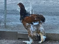 Brahma — foto 4