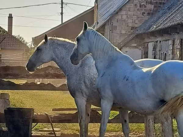 Kobyła, Lipizzaner — Węgry