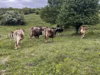 Bulle, Braune Karpatenrasse — Foto 1