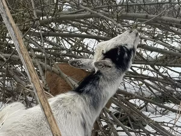 Коза, Saanen goat