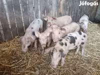 Pigs (batch, sex not specified), Pigs — photo 2