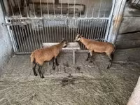 Carnero, Cameroon sheep — foto 3