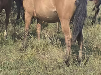 Kobila, Mugalzhar horse — fotografija 1