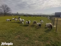 Widder, Dorper sheep — Foto 2
