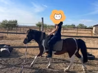 Caballo, Caballos — foto 8