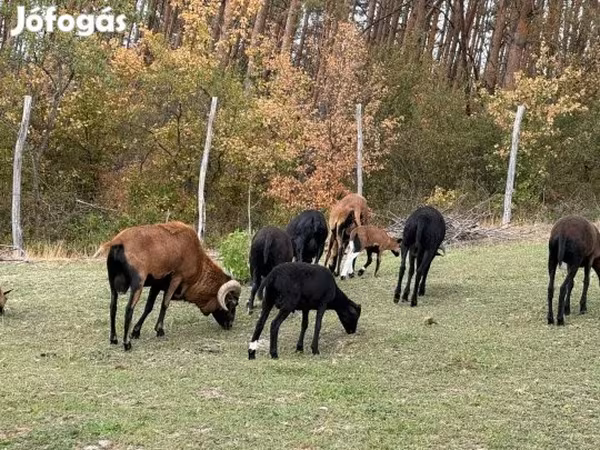 Ovelha, Cameroon sheep — Hungria