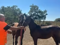 Kobila, Nonius horse — fotografija 1