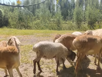 Ovan, Afghan Arabi sheep — fotografija 6