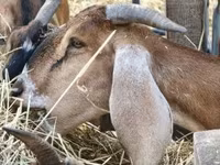 母山羊, Nubian Goat — 照片 4