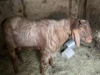 Bode, Nubian Goat — foto 4