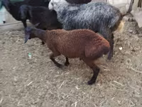 Qoç, Arabi sheep — foto 7