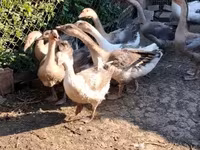 Geese — fotografija 3