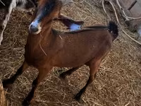 Kozioł, Nubian Goat — zdjęcie 2