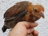 Chickens — Foto 4
