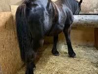 Caballo, Caballos — foto 2