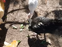 Chickens — zdjęcie 2