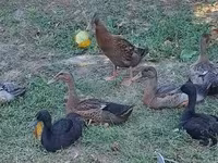 इंडियन रनर — फ़ोटो 4