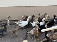 Ducks — zdjęcie 1
