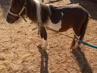 雄馬, Falabella — 写真 2