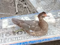 Domestic Muscovy — photo 4