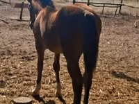 Toychoq, Haflinger — 5-rasm