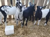Billy Goat, Goats — photo 7