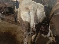 Cow, Simmental cattle — photo 2