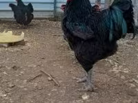 Brahma — foto 5